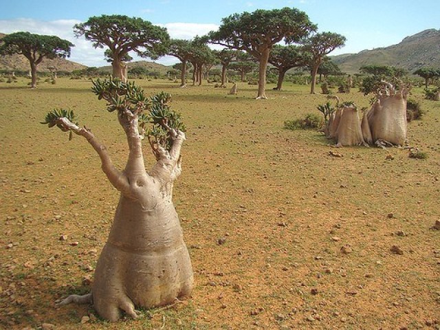 trees enchanted island of Yemen